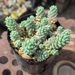 forest様 リクエスト 2点 まとめ商品