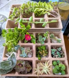 【速達込】多肉アソート 寄せ植えセット✩.*˚15〜20種のサムネイル