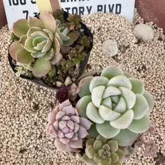 多肉植物。シャネル 法師錦抜き苗 2222現物 多肉植物 シャネルモンロー 特大 抜き苗 | るる農園~多肉植物専門