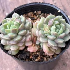 すぬこ様 リクエスト 3点 まとめ商品