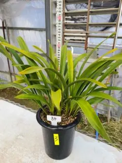 2026年最新】キンリョウヘンの人気アイテム - メルカリ