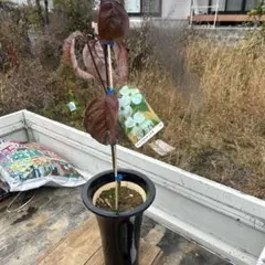 2025年最新】ハナミズキの人気アイテム - メルカリ