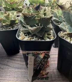 2026年最新】麻花龍の人気アイテム - メルカリ