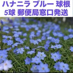 ハナニラ ブルー 掘りたて球根 5球のサムネイル