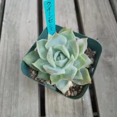 七福神 抜き苗 根付き 多肉植物 - メルカリ