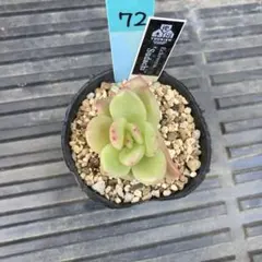 きりん様 リクエスト 2点 まとめ商品