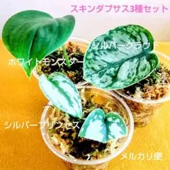 2026年最新】scindapsus スキンダプサスの人気アイテム - メルカリ
