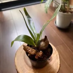 Mt,Lewis　x　Willinckii 　マントルイス✖️ウイリンキー優良株 Yahoo!オークション - P. Mt. Lewis thin form【vandaka