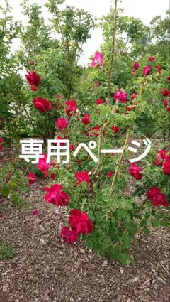 ☆みや。~12/22まで出張不在。様 専用ページ☆