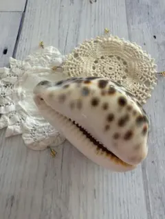 【大きめ】8 × 6宮古島から大きい貝殻／白と茶色の斑点