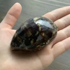 No777 ハチジョウダカラ 亜成貝 天然貝殻 タカラガイ コレクション
