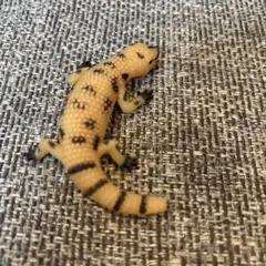 イグアナアンドコアメリカドクトカゲ
