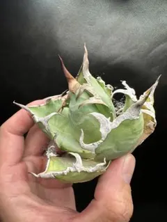 【アガベ_シーザー】スーパーシーザー 凱撤 _32のサムネイル