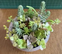 多肉植物 ♡そのまま飾れる寄せ植え♡6点セット♬.*゜ 2026年最新】多肉植物 寄せ植え そのまま飾れるの人気アイテム - メルカリ