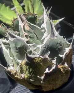 2025年最新】オアハカ現地球の人気アイテム - メルカリ