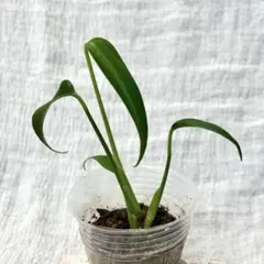 モンステラ　バールマルクスフレーム　希少人気種のサムネイル