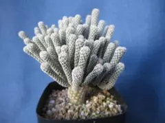 2025年最新】サボテン 黒牡丹の人気アイテム - メルカリ