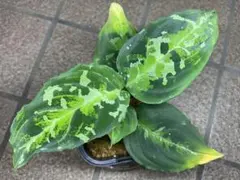 珍品 Aglaonema nitidum 'White Stem' アグラオネマ - メルカリ