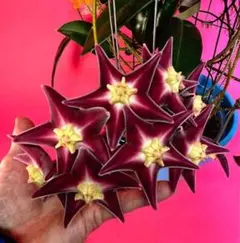 2025年最新】サクララン 苗の人気アイテム - メルカリ