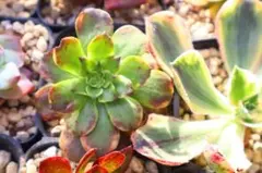 ゆ*マ様 多肉植物　アエオニウム・月禅