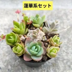 2025年最新】子持ち蓮華錦 鏡花の人気アイテム - メルカリ