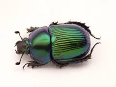 2025年最新】センチコガネの人気アイテム - メルカリ