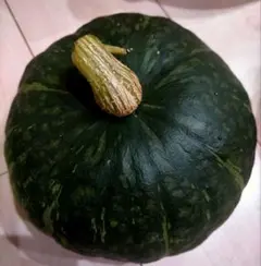 かぼちゃの種　鈴マロン　固定種　無農薬