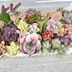 【現品】【多肉弁当（中）】♡かわいい寄せ植え★カット苗