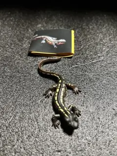 ChocoQ オキナワシリケンイモリ　フィギュア