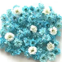 かすみ草　 (アンドユー &YOUKAEN – ブルー」5本 「カスミソウ染 季節の花50～60cm 約100粒＋α入っています ドライフラワー　 コバルトブルー 押し花・ドライフラワー花材
