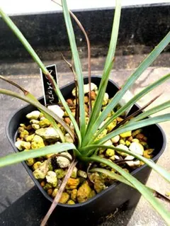 2025年最新】ユッカ エラータの人気アイテム - メルカリ