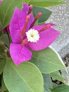 ブーゲンビリア大苗 No927 らくらくメルカリ便発送‼️ 2025年最新】ブーゲンビリアの人気アイテム - メルカリ