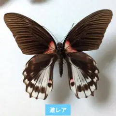 蝶標本 アケボノアゲハ・ジャコウアゲハ各種 産地別コレクション