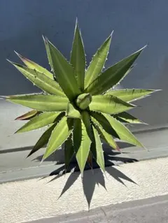 現品・鉢まま出荷】かっこいい多頭株 アガベケルチョベイファジャパン