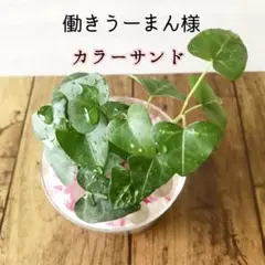 【働きうーまん様】カラーサンド　黄色　水色