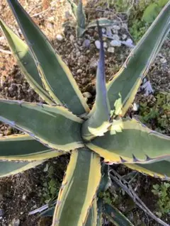 2026年最新】スカブラ アガベの人気アイテム - メルカリ