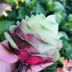 紅蜜桃（べにみつとう）　新品種　大苗　グリーノビア　多肉植物のサムネイル
