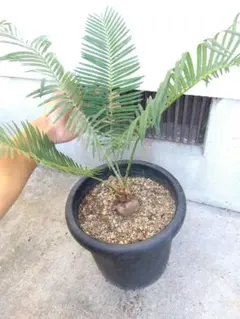 サイカス　タイシルバー　9号鉢つき　バルブ6センチ❗　① サイカス タイシルバー 9号鉢つき バルブ6センチ❗ ① サイカス