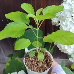 hidekimmmi様 リクエスト 3点 まとめ商品