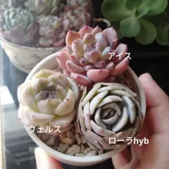 寄せ植えセット カット苗 多肉植物 スノージェイド 美紫 マッコス 虹の