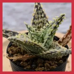 2025年最新】ロウルサンコ アロエの人気アイテム - メルカリ