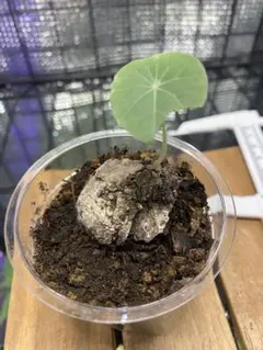 断捨離野郎 様 専用 ステファニア カウィーサキー 鉢植えA 2025年最新