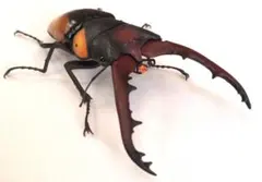 いきもの大図鑑　くわがた11　サバゲノコギリクワガタ　オンライン版　訳あり　01