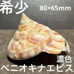 チ*ウ様 ラスト1点　激レア　美品　東シナ海産　リュウグウオキナエビス チ*ウ様 ラスト1点 激レア 美品 東シナ海産 リュウグウ