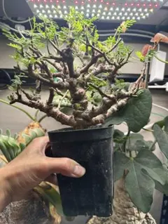 2025年最新】パキプス 発根済みの人気アイテム - メルカリ