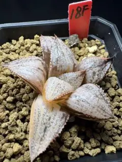 30c 多肉植物　ハオルチア　白夜スプリング　自家繁殖　鉢植え発送 30c 多肉植物 ハオルチア 白夜スプリング 自家繁殖 鉢植え発送 - メルカリ