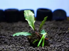 《激美》ブセファランドラ『ブルー・ダイヤモンド』【完全水中葉】溶岩石活着株