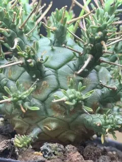 P200塊根植物ユーフォルビア デセプタ 木質化 球状 極上・実生大株鉢