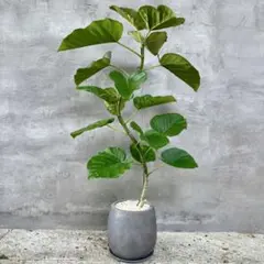 フィカス　ウンベラータ　螺旋仕立て バルーン陶器鉢　植え込み発送のサムネイル