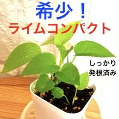 2025年最新】ポトスライムコンパクトの人気アイテム - メルカリ